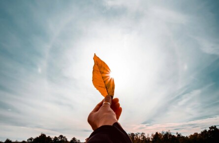 Deutsches Rotes Kreuz DRK Bremen hand-9723837_1920-445x290 Deutsches Rotes Kreuz